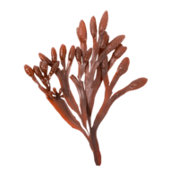 ingredientes_chondrus-crispus